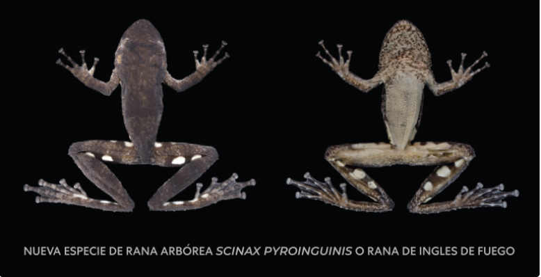 Descubren nueva especie de rana para la ciencia en los bosques de Ucayali