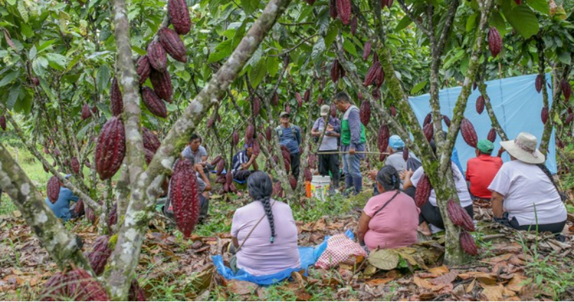 Huánuco: lmpulsan uso de fungicidas orgánicos para controlar plagas en cultivos de cacao