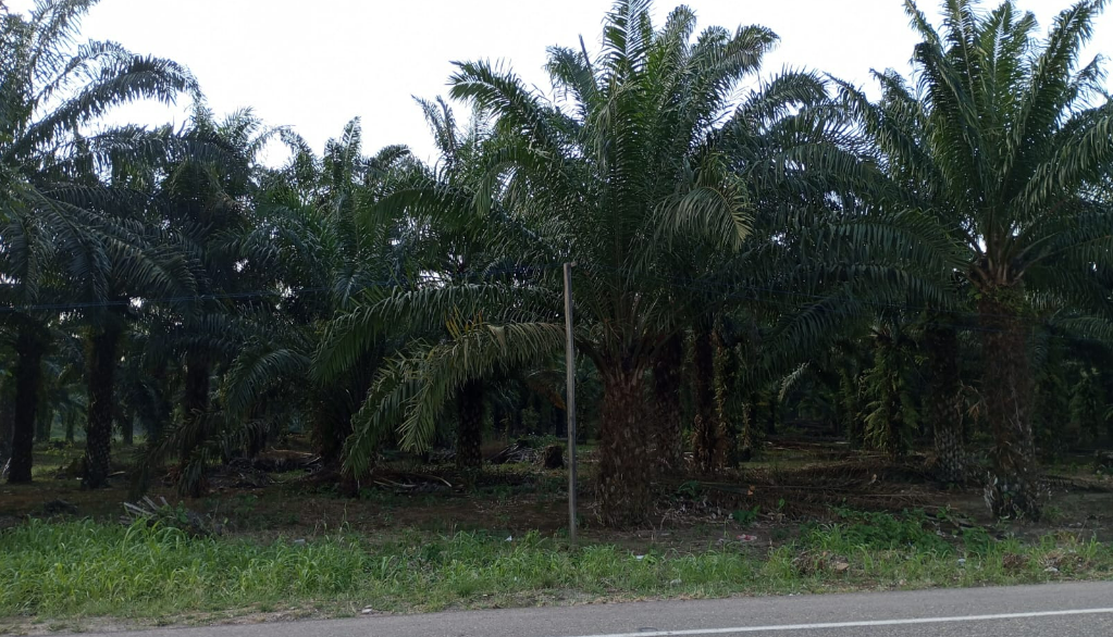 Ucayali: Palmicultores de Shambillo se unen para hacer frente a competencia desleal