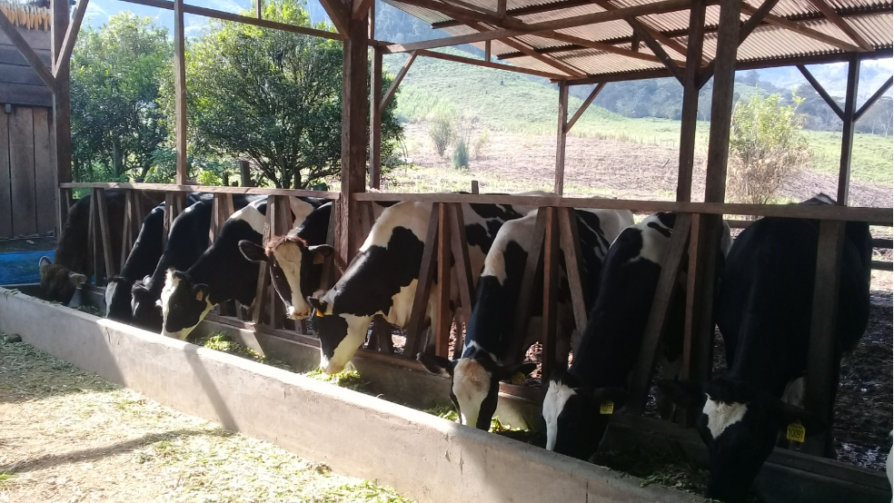 Mayor productividad en sector ganadero reduce emisiones de efecto invernadero