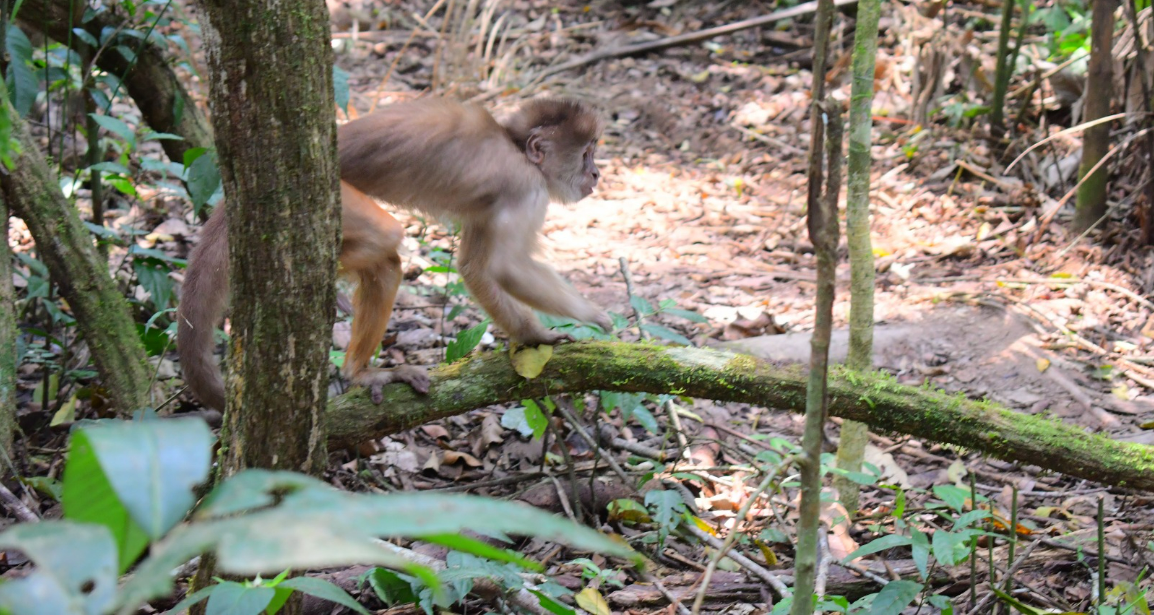 En Huánuco liberan animales silvestres a su hábitat tras ser rescatados de traficantes