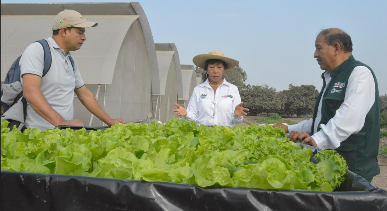 Impulsan producción de hortalizas ante déficit hídrico en el sur del país