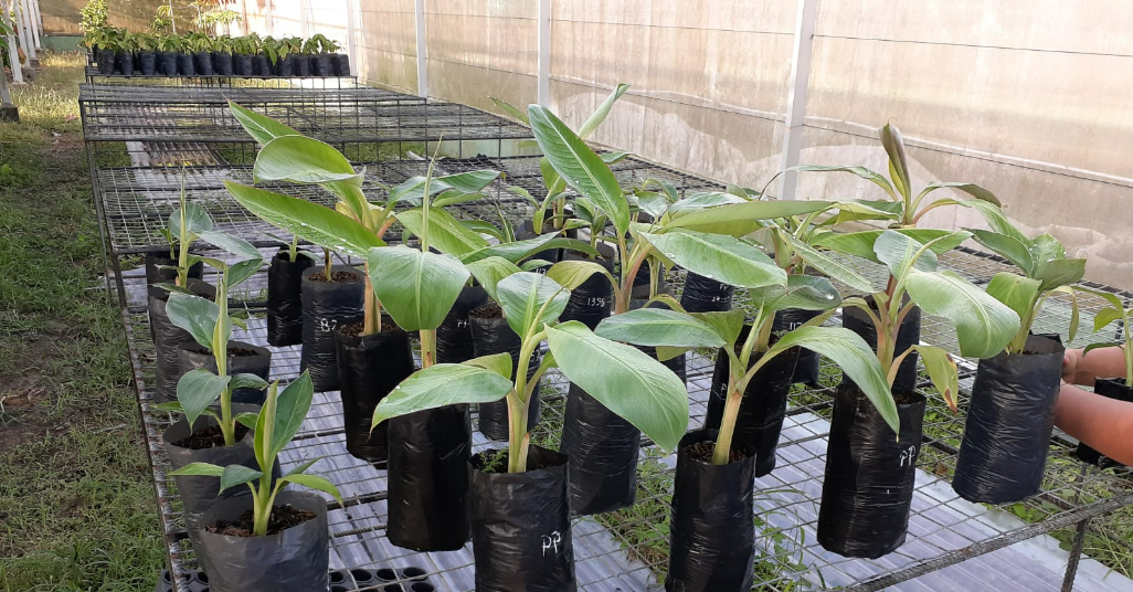 San Martín: Instalan plantines de plátano con alto valor para elevar competitividad de cultivos