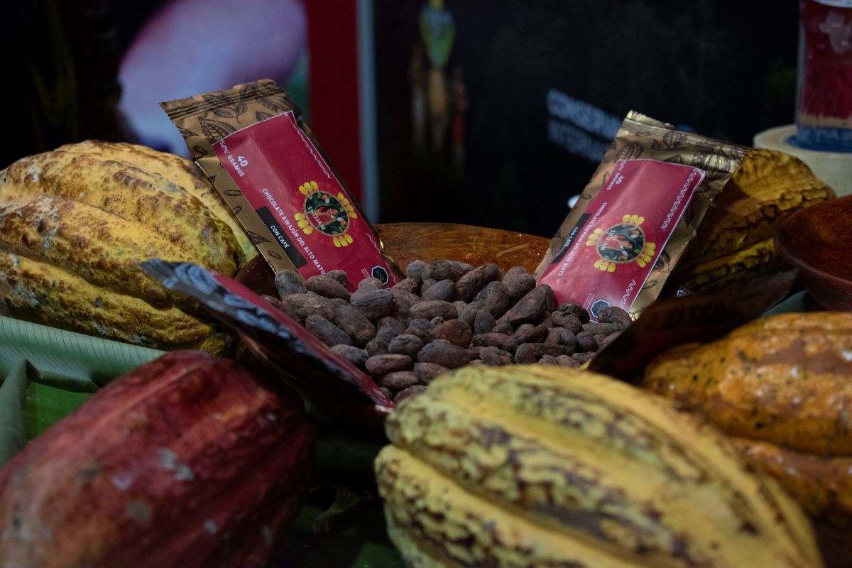 San Martín: Plantaciones de cacao salvan bosques del pueblo awajún