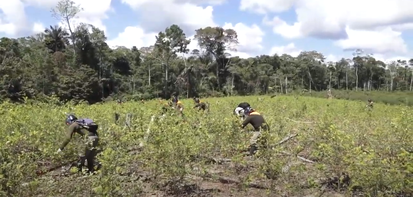 El Perú inicia erradicación de cultivos ilegales de hoja de coca en el Putumayo