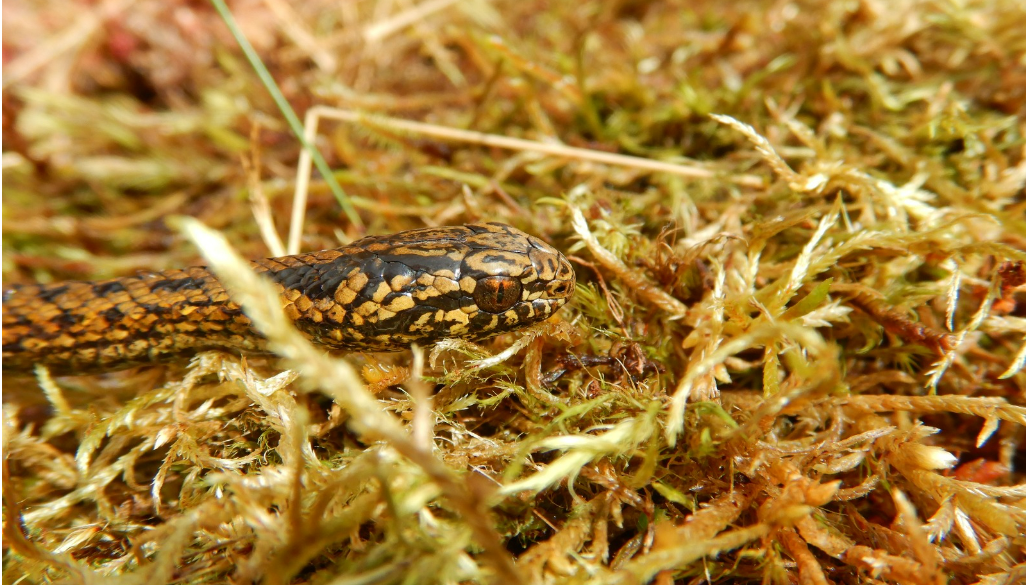 Descubren nueva especie de serpiente en el Parque Nacional Otishi