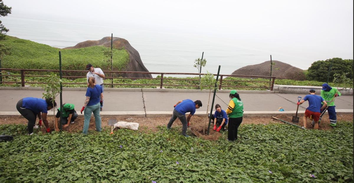 Lima: En el distrito de Miraflores plantan árboles para reducir efectos de la ebullición global