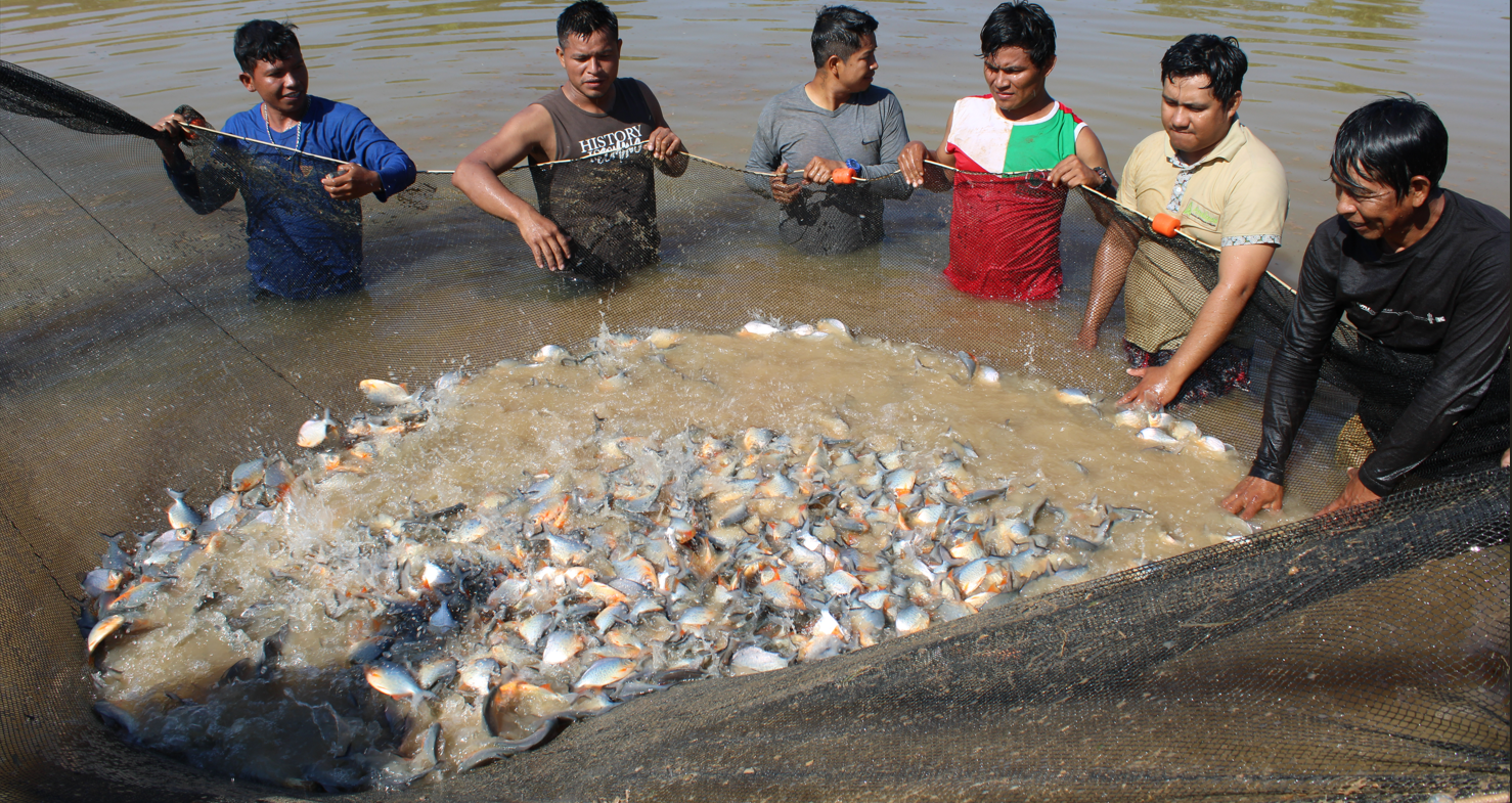 Madre de Dios: Promueven la construcción de 10 estanques acuícolas en la comunidad nativa de Bélgica