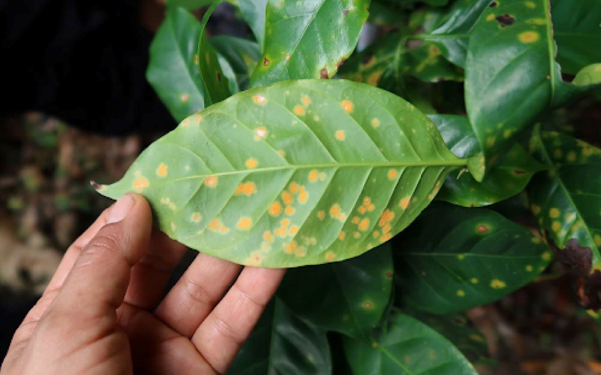 Roya amarilla impacta en el 44% de producción de café a nivel nacional