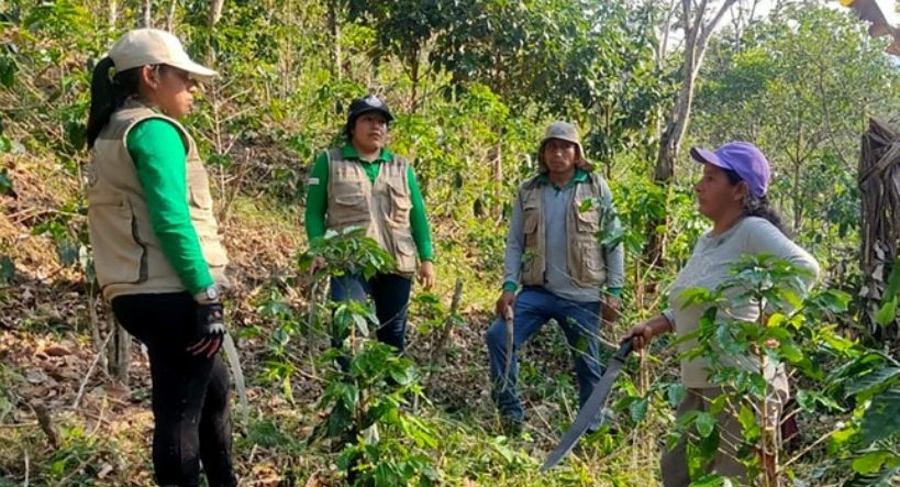 Vraem: Asisten a 1509 familias caficultoras en la poda de mantenimiento