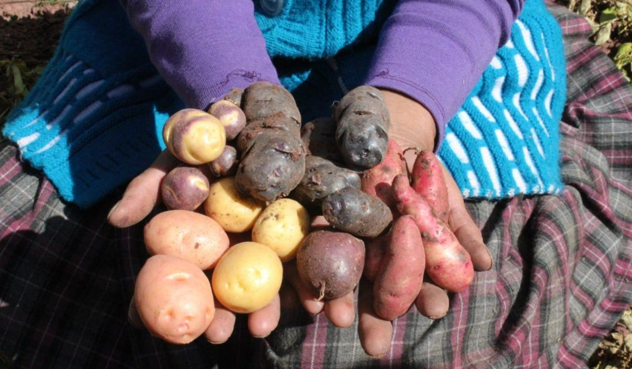 Arequipa: Cotahuasi es reconocida como octava zona de agrobiodiversidad del Perú