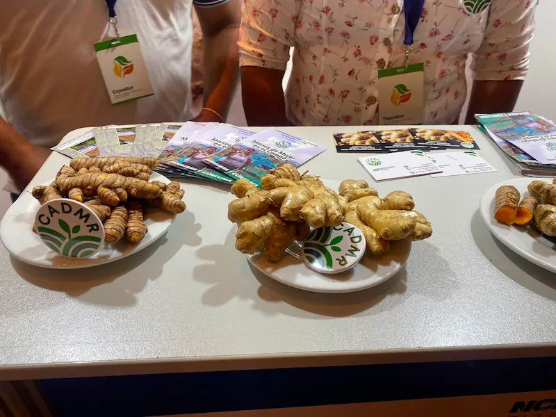 Asociación de mujeres de Pangoa exporta kión y cúrcuma al extranjero