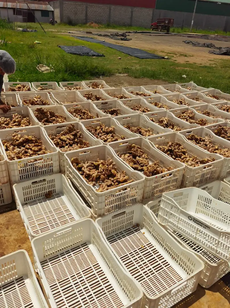 La cooperativa cuenta con 80 agricultoras que se dedican al cultivo de kión y cúrcuma.