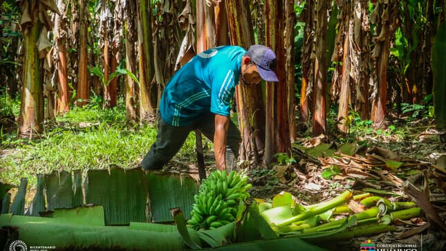 Huánuco: Donan 200 sacos de abono a agricultores