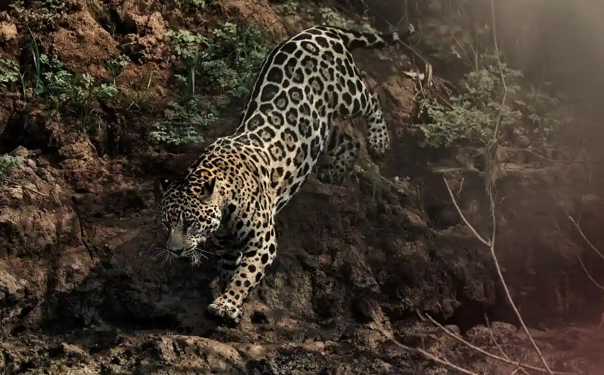 Madre de Dios: 6 mil jaguares en peligro por minería ilegal, caza furtiva y deforestación