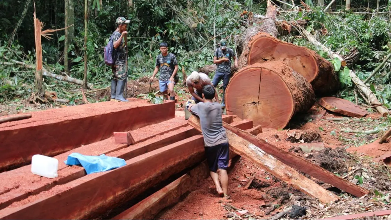 Tala ilegal afecta desde el 2017 a la comunidad nativa Santa Rosillo de Yanayacu (foto: Ronda nativa Santa Rosillo de Yanayacu).
