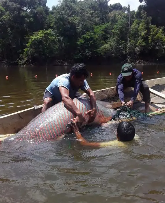 Paiche-Pncaz-Instituto-del-Bien-Comun SbN