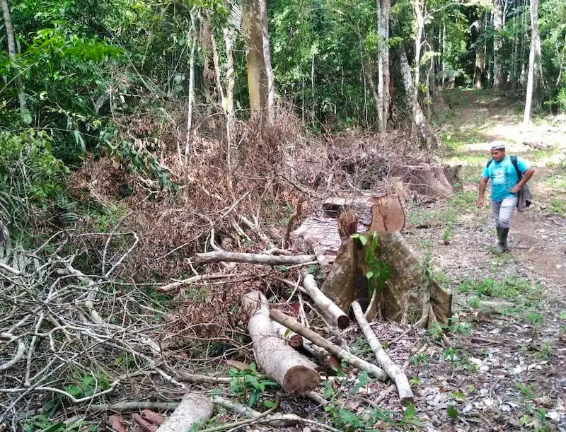 Huánuco: Declaran de interés nacional la protección del bosque Macuya