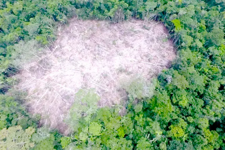 Se elaborarán e implementarán estrategias con el objetivo de asegurar la protección del bosque (foto: Diario Huánuco).