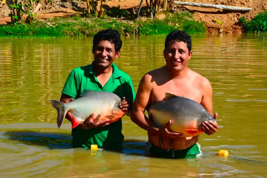 En el 2022, la producción acuicola alcanazó 49 800 toneladas métricas brutas. 