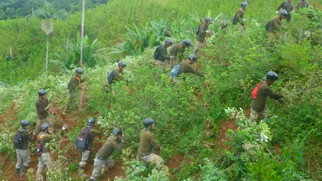 Consecuencias de la plantación ilegal de la hoja de coca