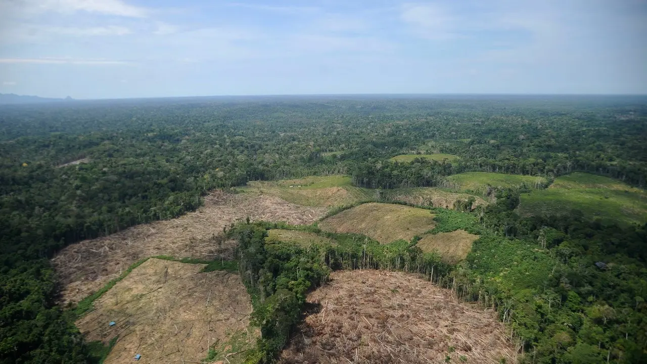En 2022, la deforestación en Perú se incrementó en cerca de 144 000 hectáreas de bosque primario. Los cambios en la Ley forestal fomentaría esta práctica (foto: Mongabay Latam).