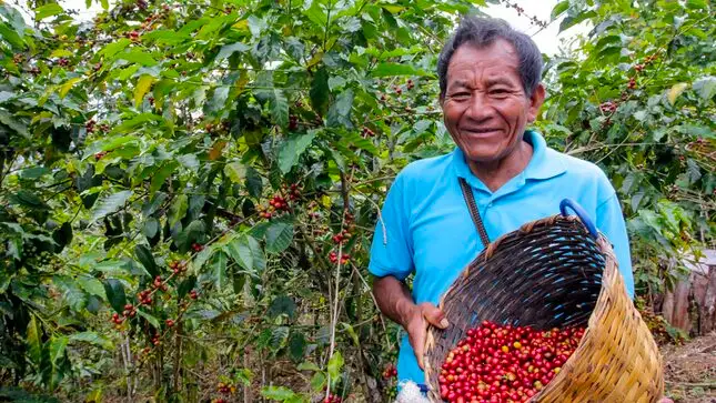 Un peruano consume alrededor de 1.4 kilos de café al año (foto: Minagri).