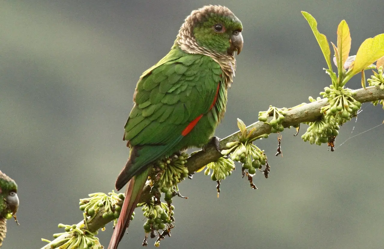 Región San Martín.