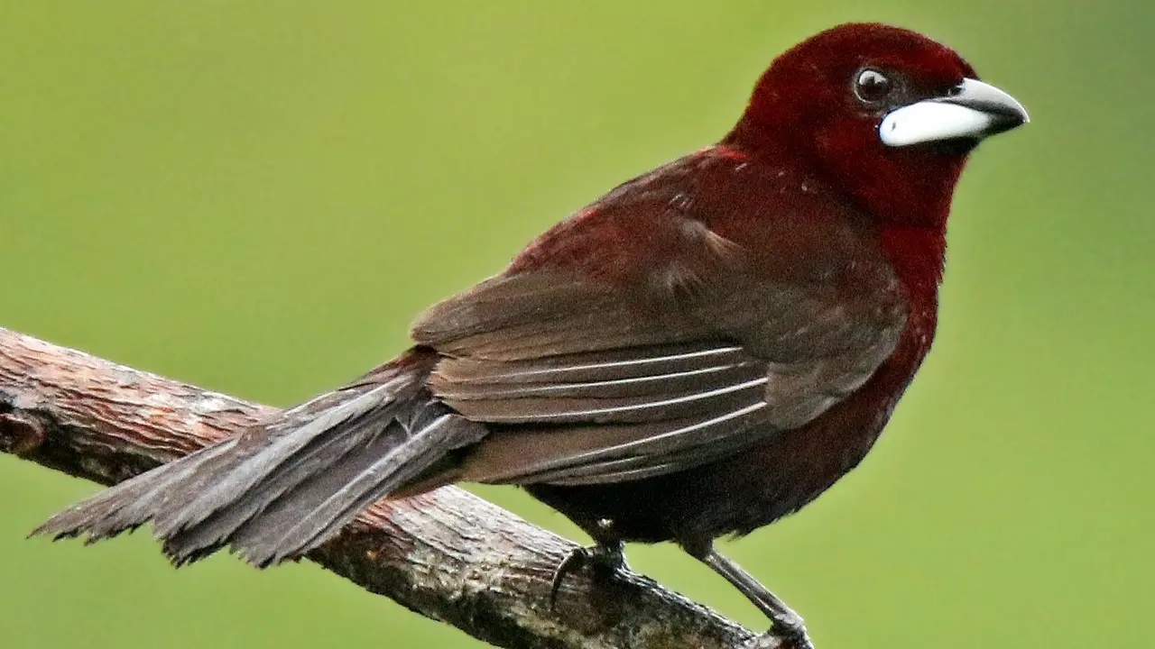Tangara de pico plateado (foto: eBird).