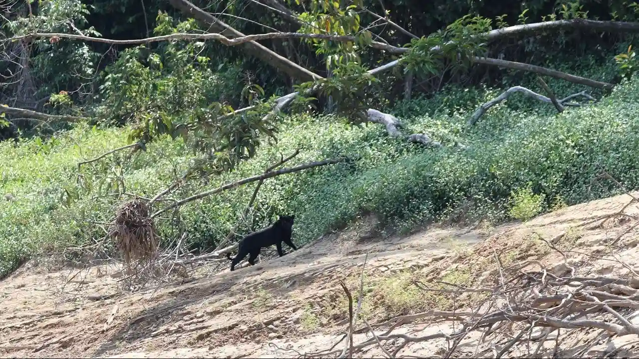 Otorongo melánico o también llamados jaguar negro (foto: Sernanp).
