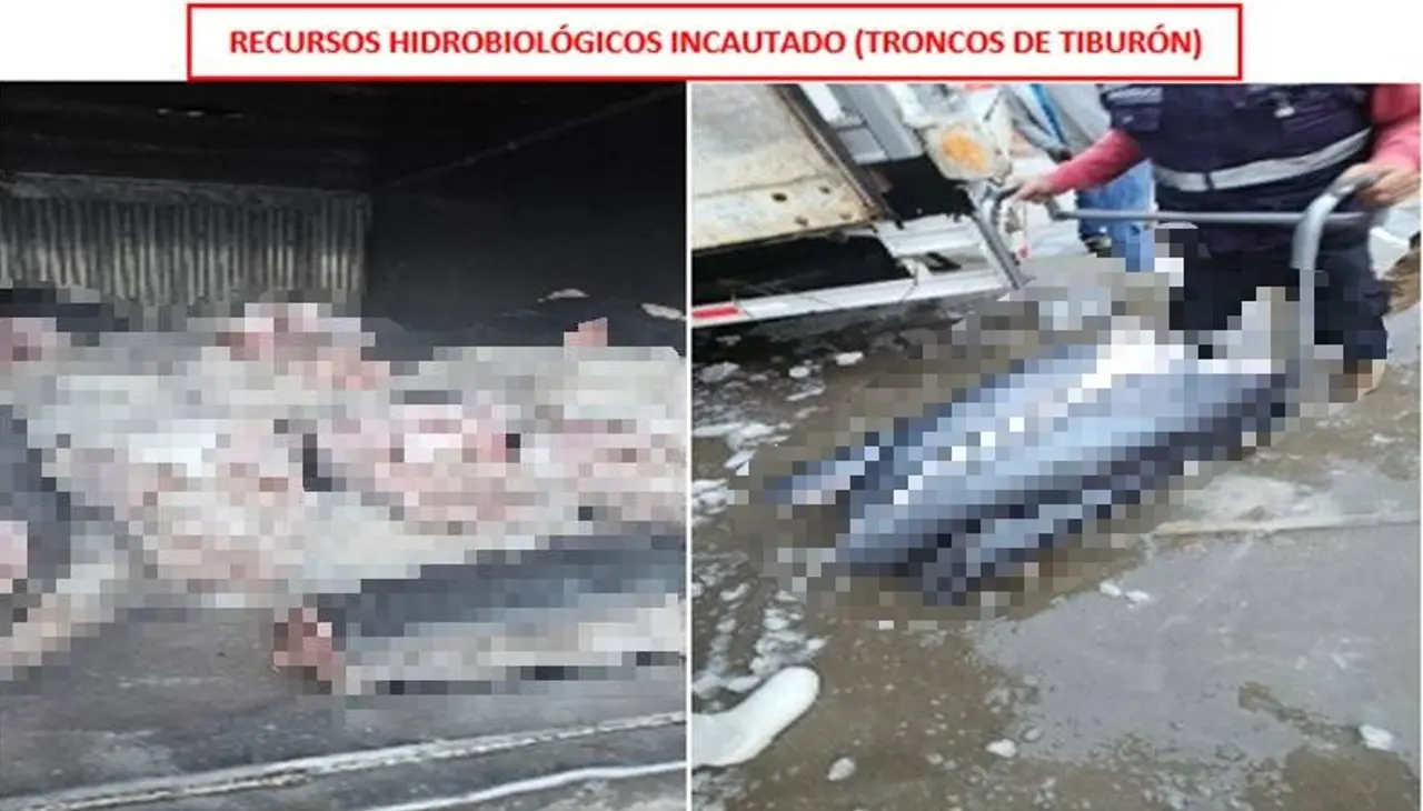 banda-los-tiburoneros-tiburones-incautados