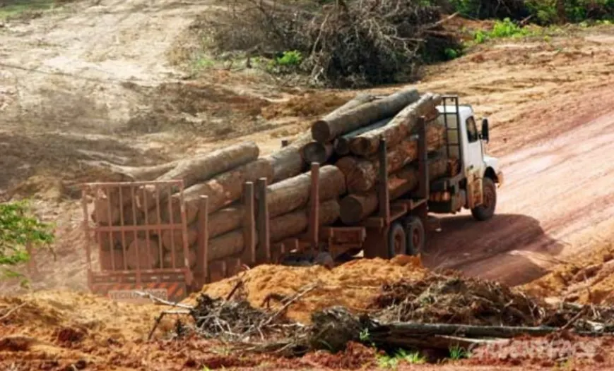 Presentan demanda de inconstitucionalidad contra modificatoria de la Ley Forestal 