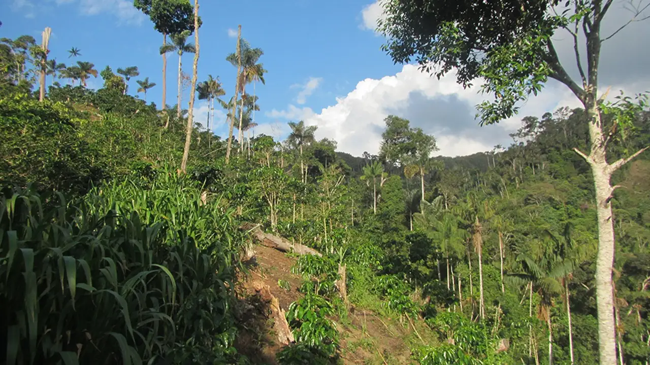 Goresam-contra-cambios-a-ley-forestal