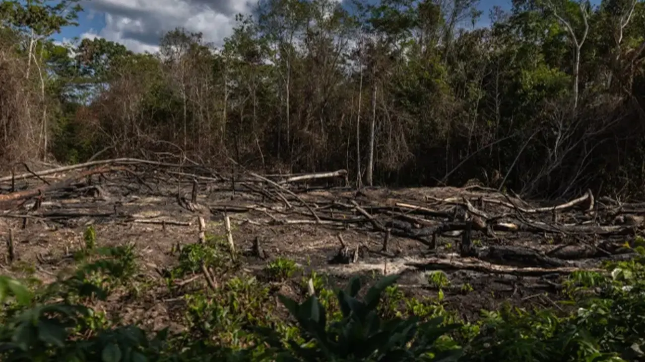 Goresam-rechaza-cambios-a-ley-forestal