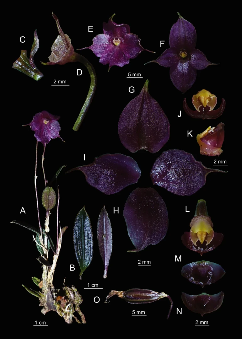 Descubren nueva orquídea en el Parque Nacional Yanachaga Chemillén