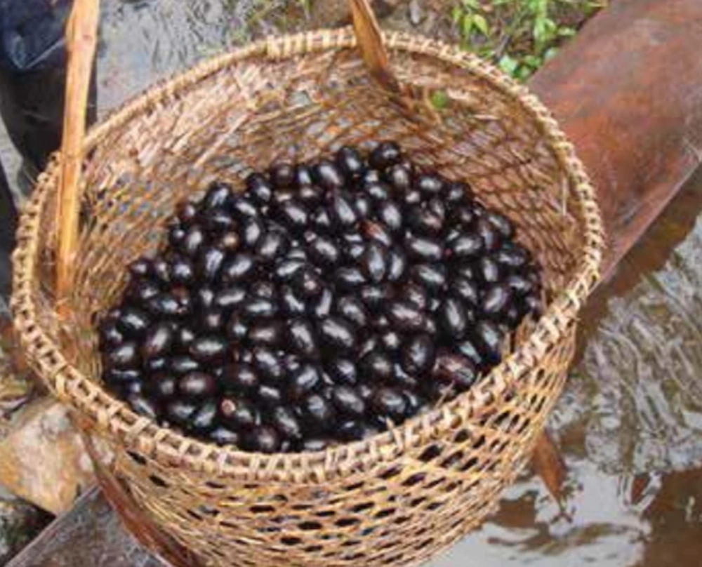 Frutos del Oenocarpus Bataua Mart, ungurahui, contiene tan alto porcentaje de proteínas que podría reemplazar a la leche animal. (Foto: Tesis de Rosa Camacho, UNMSM). 