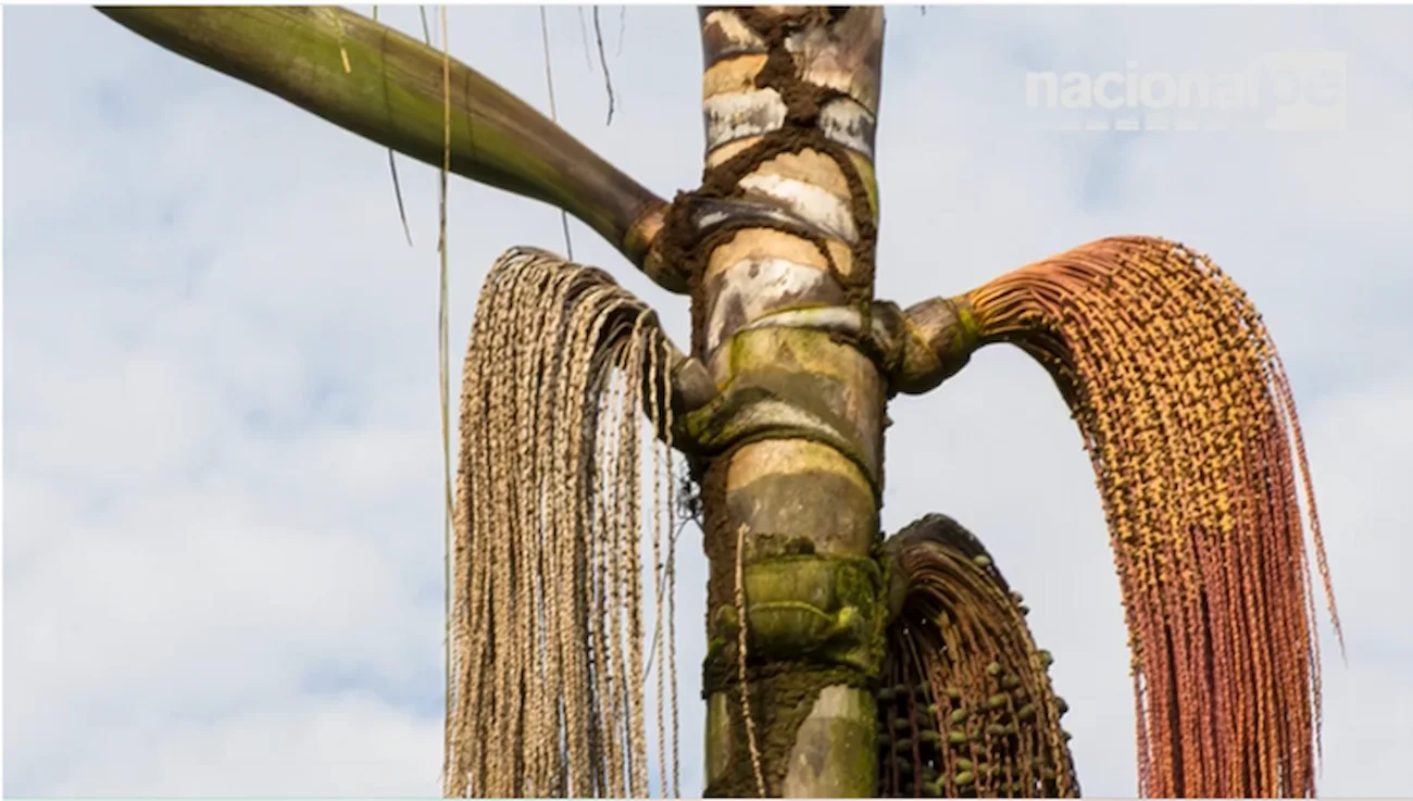 La palmera de ungurahui mide hasta 2 metros de alto y tiene entre 8 y 10 hojas de 3 a 10 metros de largo cada hoja. (Foto: captura Radio Nacional).