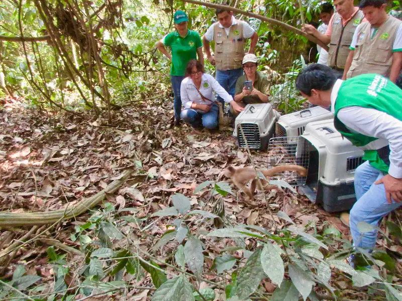 De las 15 hectáreas que tiene Tingo, 10 corresponden a bosques nativos que albergan gran biodiversidad.