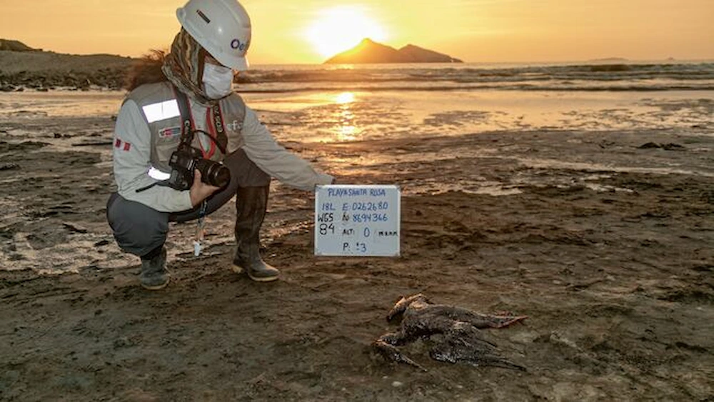 Hay incertidumbre si las zonas afectadas por Repsol todavía siguen contaminadas. Tampoco hay estudios actualizados del OEFA e Imarpe. (Foto: OEFA).