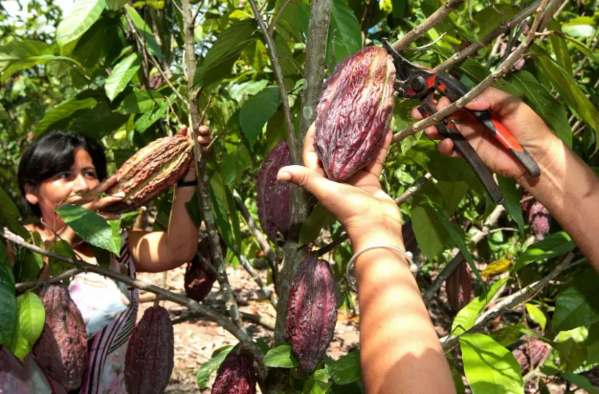 Exportaciones peruanas de café y cacao a la Unión Europea siguen en grave riesgo