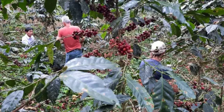 Premian producción de café libre de deforestación y de alta calidad en Pasco