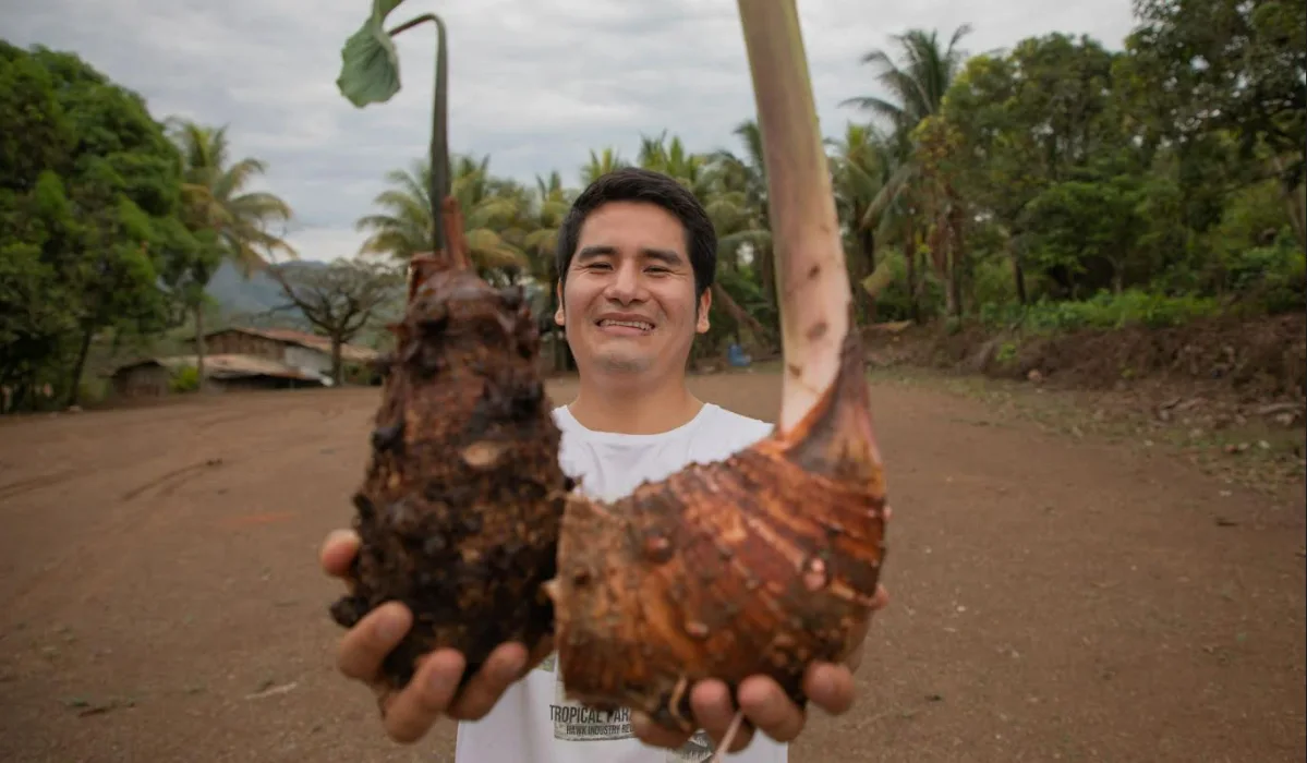 Elaboran pan francés con más proteínas gracias al uso de la pituca