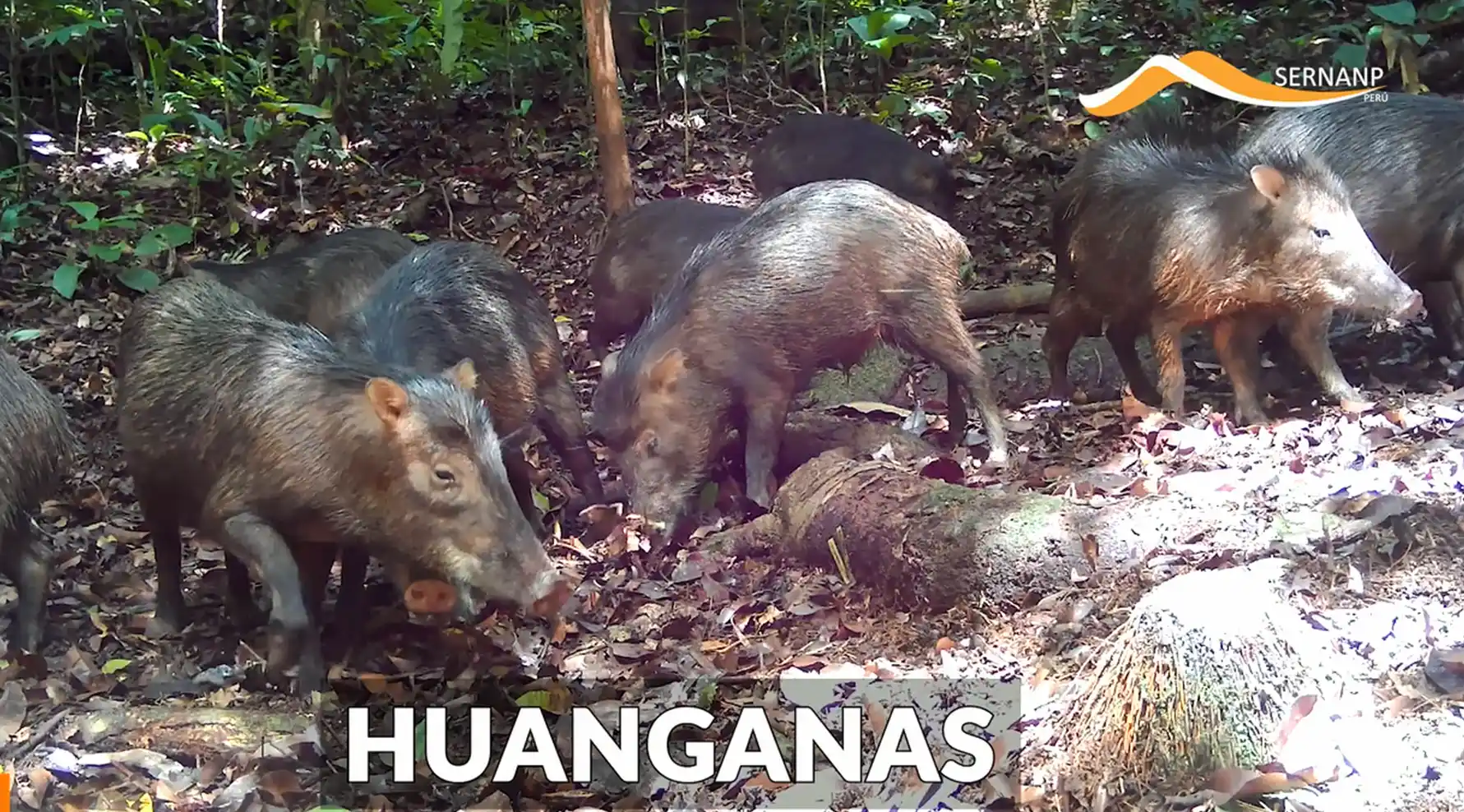 En el monitoreo con cámaras trampa participaron 26 personas, entre guardaparques oficiales del Sernanp, comunales y voluntarios. Aquí las huanganas. (Foto: captura de video del Sernanp).