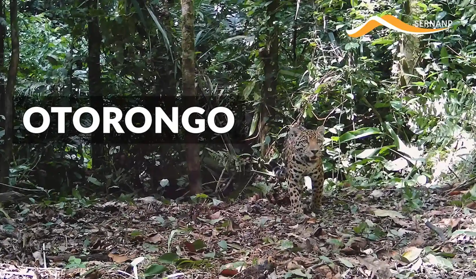 Otorongo que fue avistado por una de las 72 cámaras trampa instaladas en el Parque Nacional Sierra del Divisor (Foto: captura de video del Sernanp).