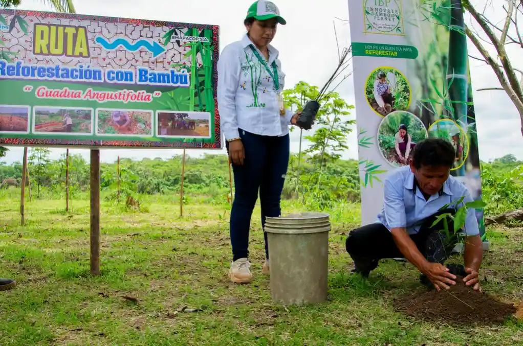 Ucayali: Comunidad shipibo-konibo usa el bambú para combatir la deforestación