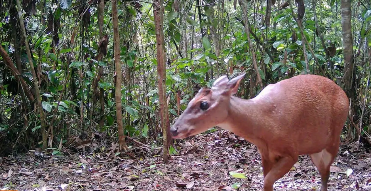 Venado colorador, especie emblemática del Parque Nacional Sierra del Divisor (Foto: captura de video del Sernanp).