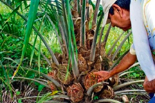 Se espera mejorar la producción de palma aceitera en 3500 hectáreas de cultivo. (Foto: Andina).