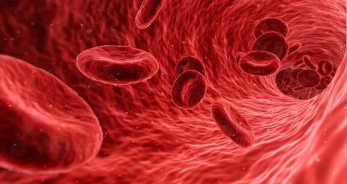 El camu camu es una meejor fuente de hierro y fósforo y acelera la formación de colágeno (proteína que promueve el desarrollo de vasos sanguíneos). (Foto: Ok diario).