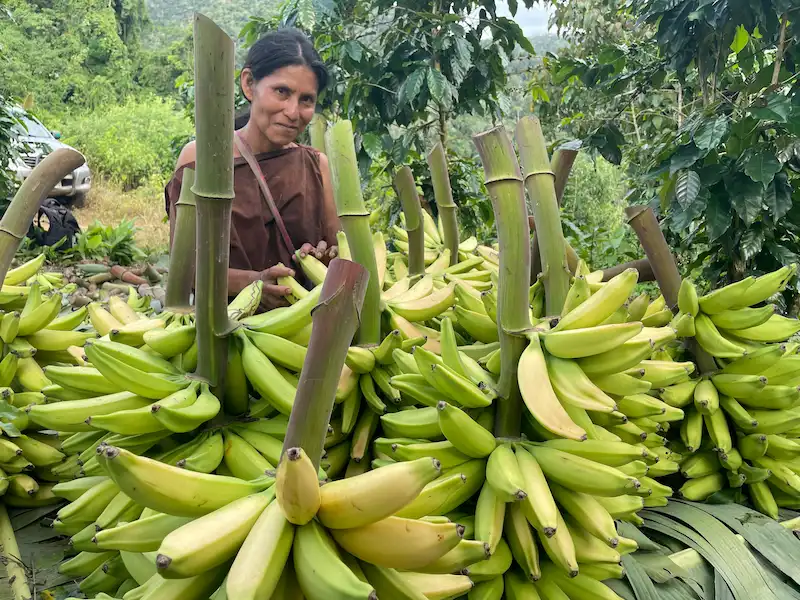 Gracias al Provraem, la cooperativa de Pangoa pudo enviar con más frecuencia sus productos.