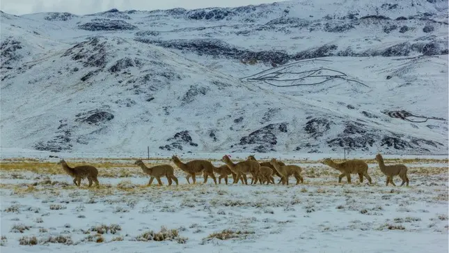 Entidad sugiere que ganaderos cuenten con kit veterinario ante cualquier eventualidad. (Foto: Senamhi).